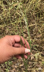 Turritis glabra