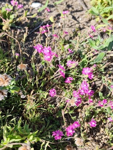 Image of Silene scabriflora by no rights reserved