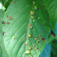 Taphrina virginica