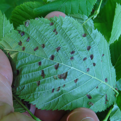 Taphrina virginica