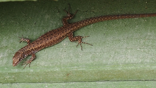 Blue-throated Keeled Lizard, photo 6 of 8