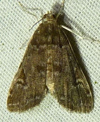 Elophila gyralis