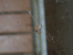 Goniocraspedon variegata