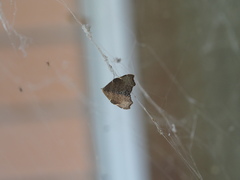 Goniocraspedon variegata