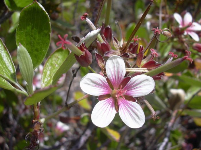 Geranium multiflorum