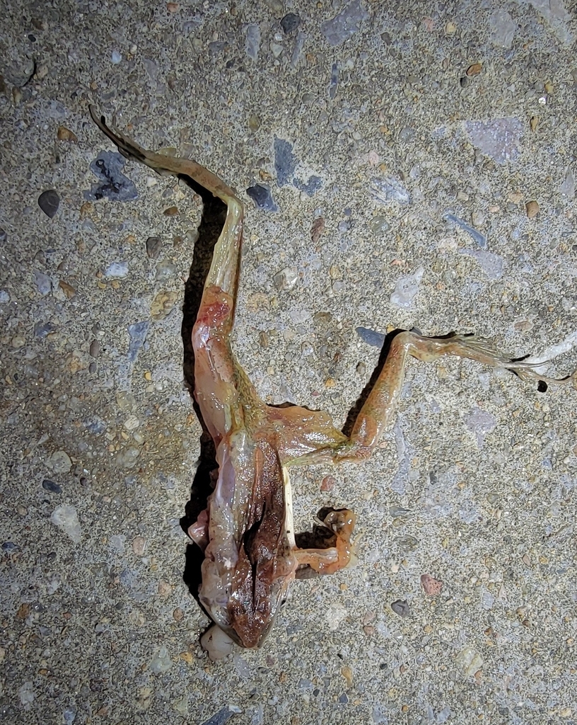 Jiemuxi Brown Frog