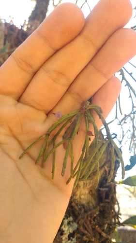 Image of Rhipsalis teres by (c) luccasfernandes, some rights reserved (CC BY-SA)