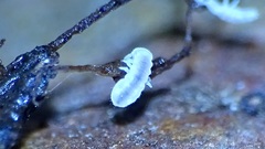 Onychiurinae