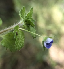 Veronica persica