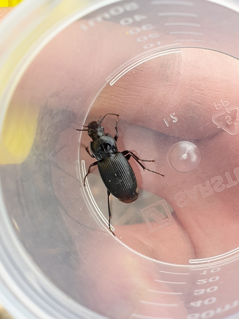 Pterostichus transversalis