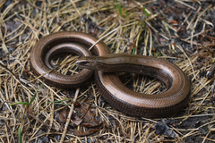 Slow Worm photo 1