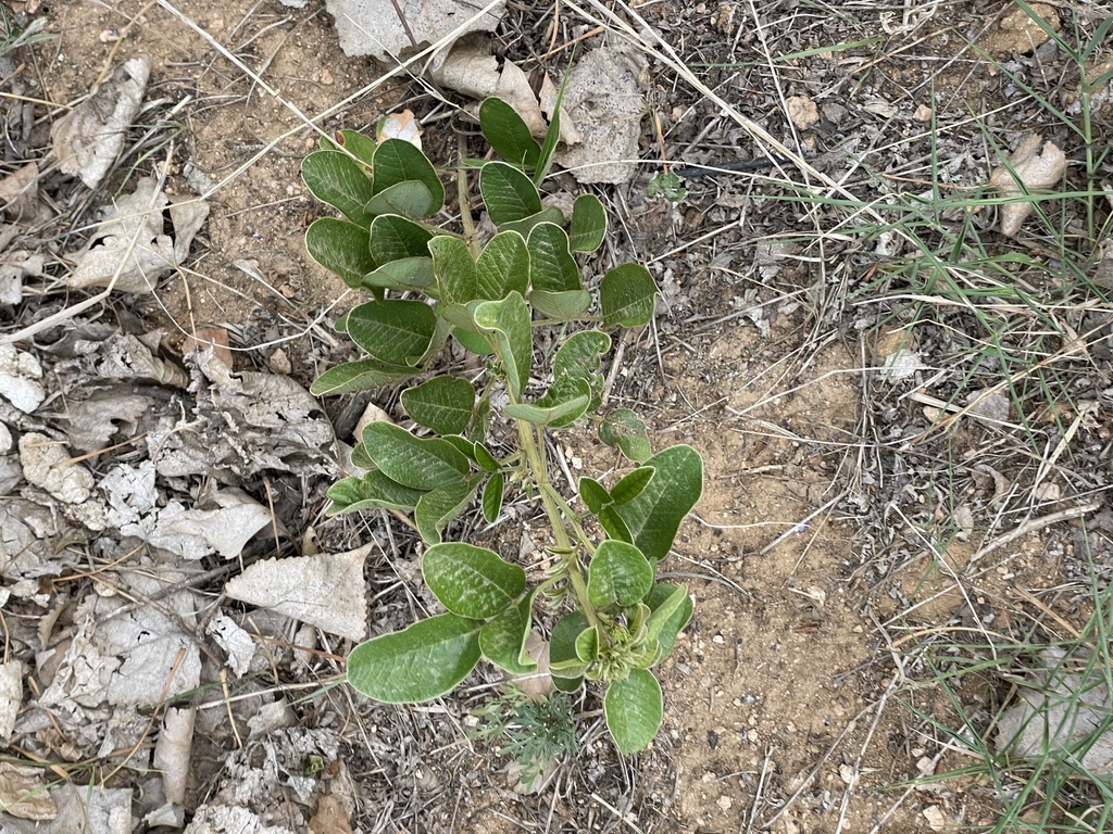 Lespedeza tomentosa; photograph (c) Jane Charlen, some rights reserved (CC BY)