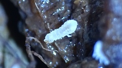 Onychiurinae