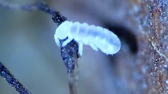 Onychiurinae