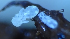 Onychiurinae