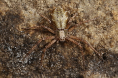 Philodromus aureolus