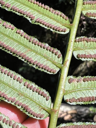 Ptisana fraxinea, photograph 4