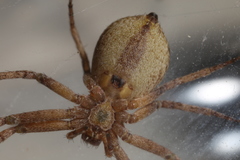 Philodromus aureolus