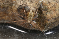 Philodromus aureolus