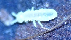Onychiurinae