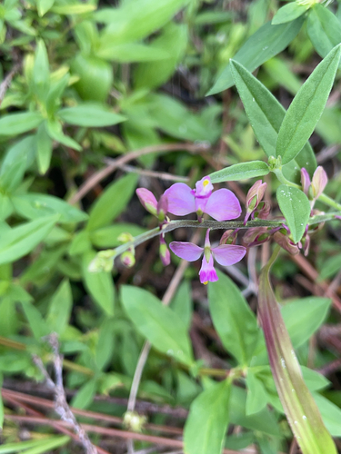 Showy milkwort (Asemeia grandiflora)