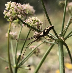 Tetragnatha elongata