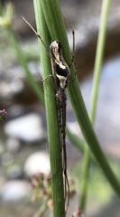 Tetragnatha elongata