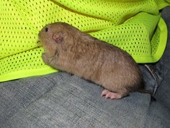 Cratogeomys castanops