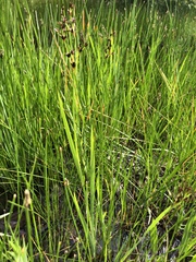 Juncus xiphioides