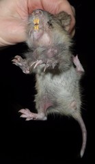 Cratogeomys castanops