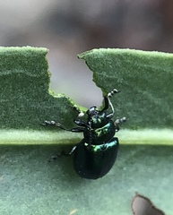 Gastrophysa cyanea