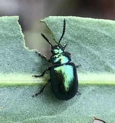 Gastrophysa cyanea