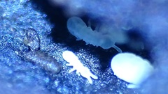 Onychiurinae