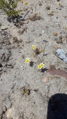 Leptosiphon lemmonii