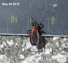 Haematoloecha rufithorax