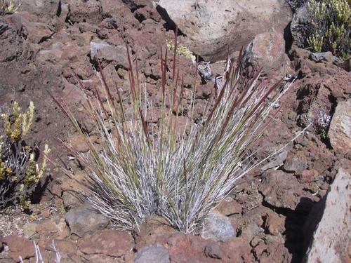 Agrostis sandwicensis