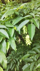 Carpinus japonica