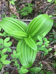 Veratrum viride