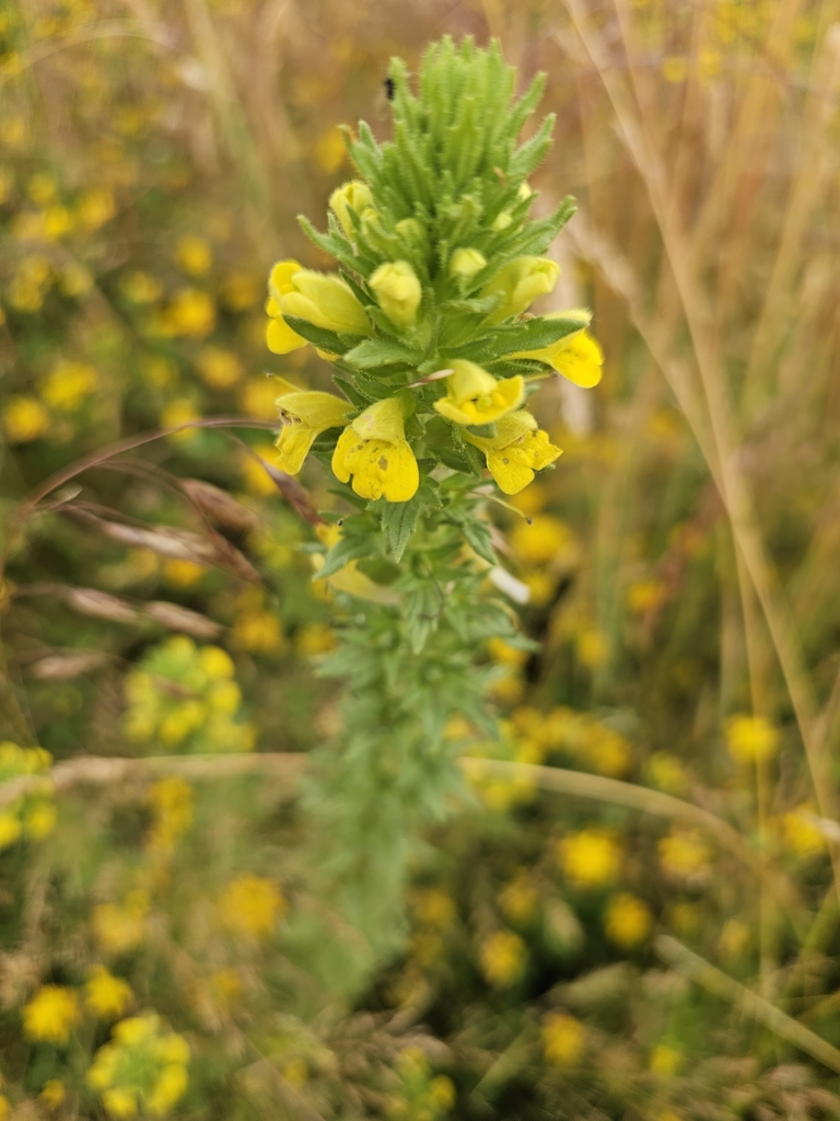 Yellow Glandweed from Hockinson, WA, USA on July 2, 2024 at 09:57 AM by ...