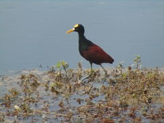 Jacana spinosa