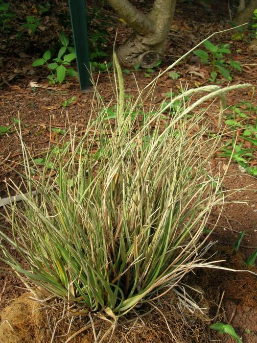 Trisetum
