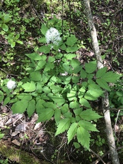 Actaea rubra rubra