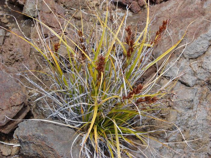 Morelotia gahniiformis