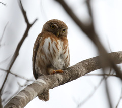 Glaucidium palmarum