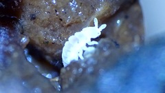 Onychiurinae