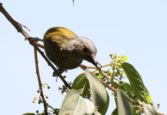 Colaptes auricularis
