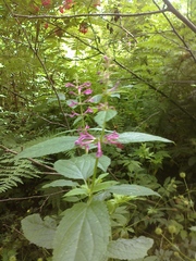 Stachys chamissonis cooleyae