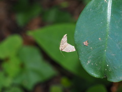 Goniocraspedon variegata