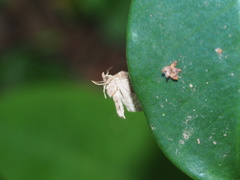 Goniocraspedon variegata
