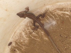 Aspidoscelis hyperythrus beldingi